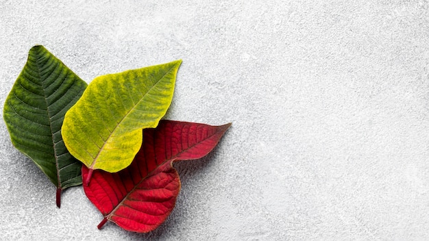 Top view assortment of colorful leaves with copy space