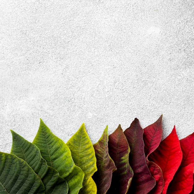 Free photo top view assortment of colorful leaves with copy space