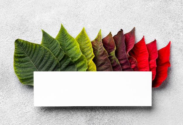 빈 카드와 함께 다채로운 잎의 상위 뷰 구색