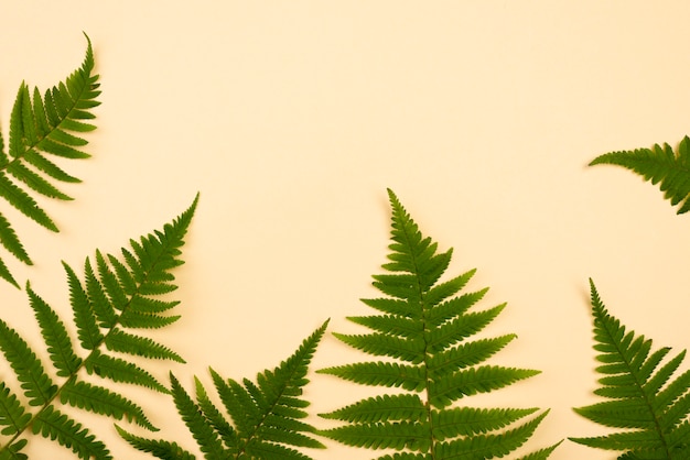 Top view of assortment of fern leaves with copy space