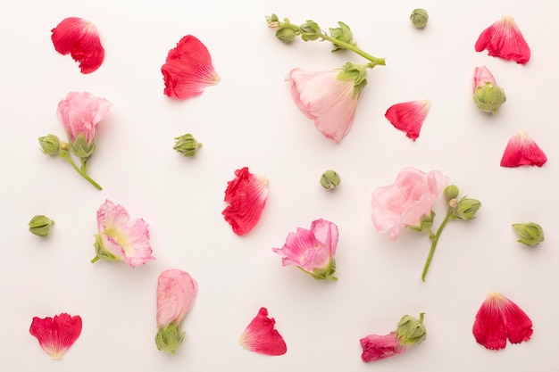 Top view assortment of flowers petals