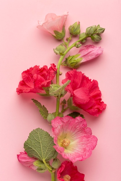 Top view assortment of flowers