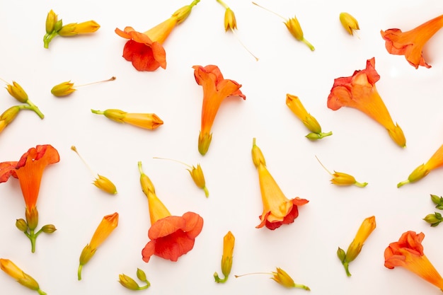 Top view assortment of flowers