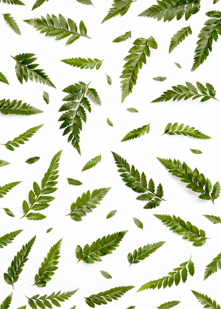 Top view assortment of green leaves