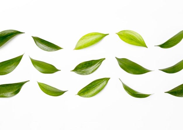 Top view assortment of green leaves