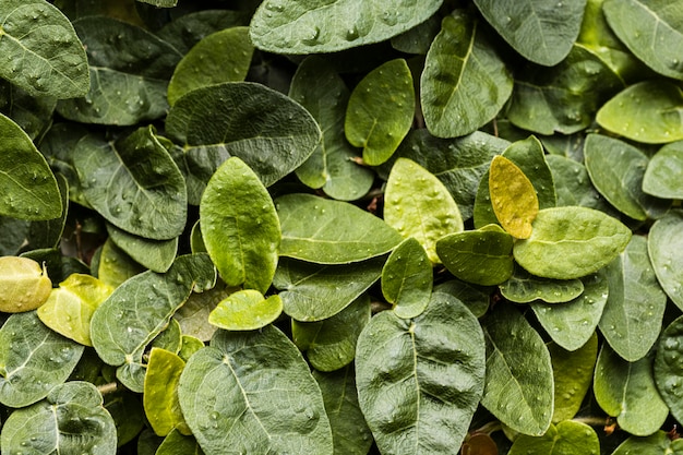 Top view of assortment of leaves