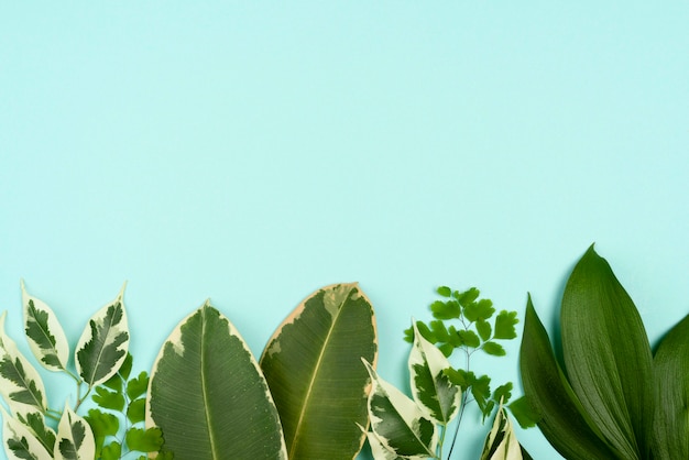 Free photo top view of assortment of plant leaves with copy space