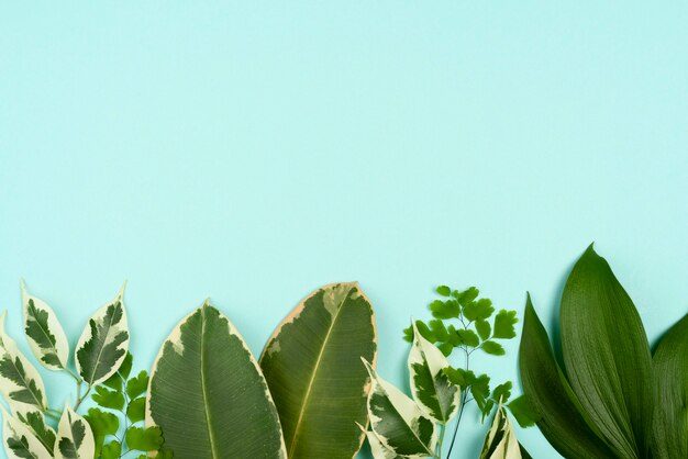 Top view of assortment of plant leaves with copy space