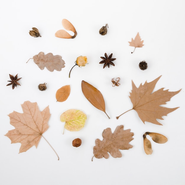 Top view autumn leaves flat lay 