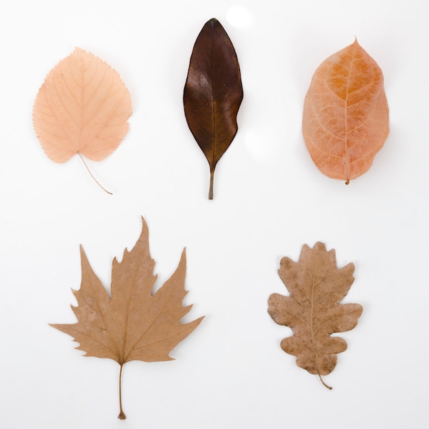 Free photo top view autumn leaves flat lay