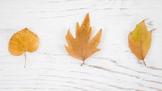 Linea delle foglie di autunno di vista superiore