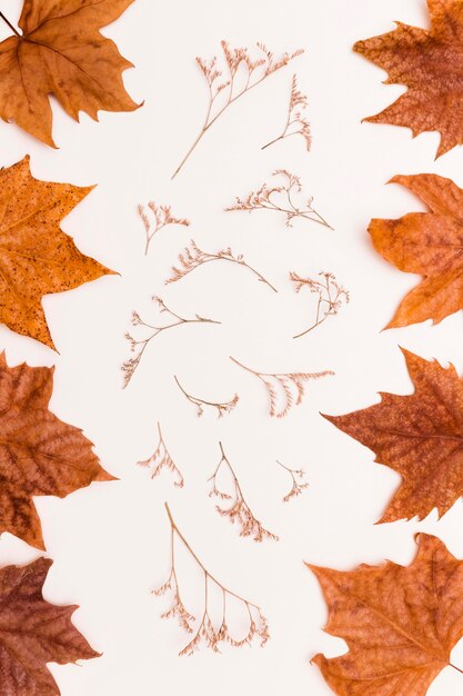 Top view of autumn leaves and plants