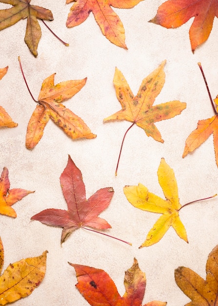 Top view of autumn leaves