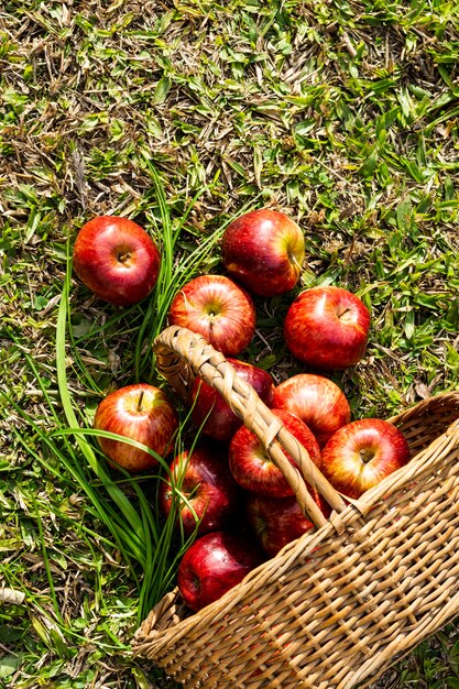 Top view basket with apples on grass