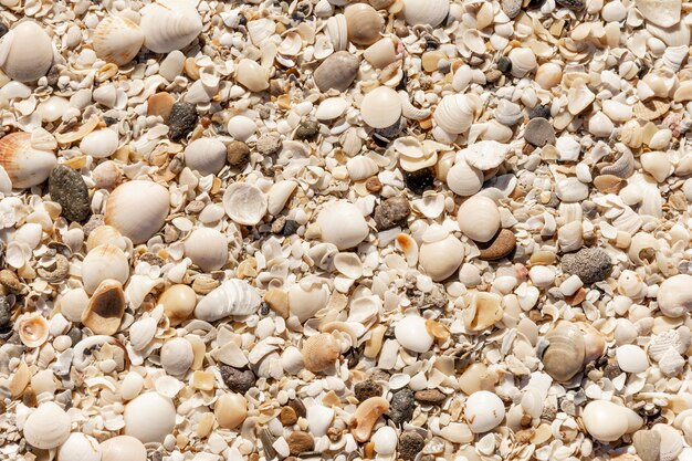 Top view of beach sand with seashells