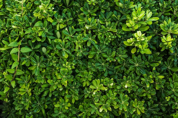 Вид сверху красивое расположение зеленой листвы