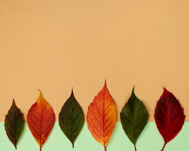 Top view of beautiful autumn leaves with copy space