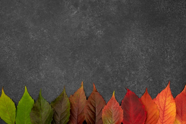 Top view of beautiful autumn leaves with copy space