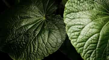 Free photo top view beautiful closeup of leaves