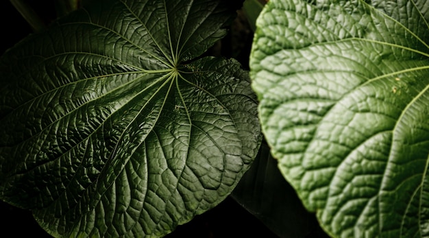 Top view beautiful closeup of leaves