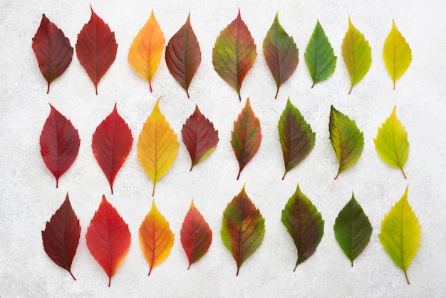 Free photo top view of beautiful colored autumn leaves