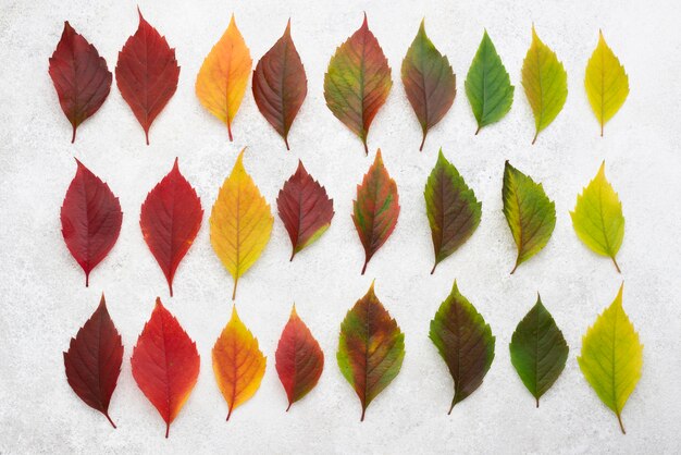 Top view of beautiful colored autumn leaves