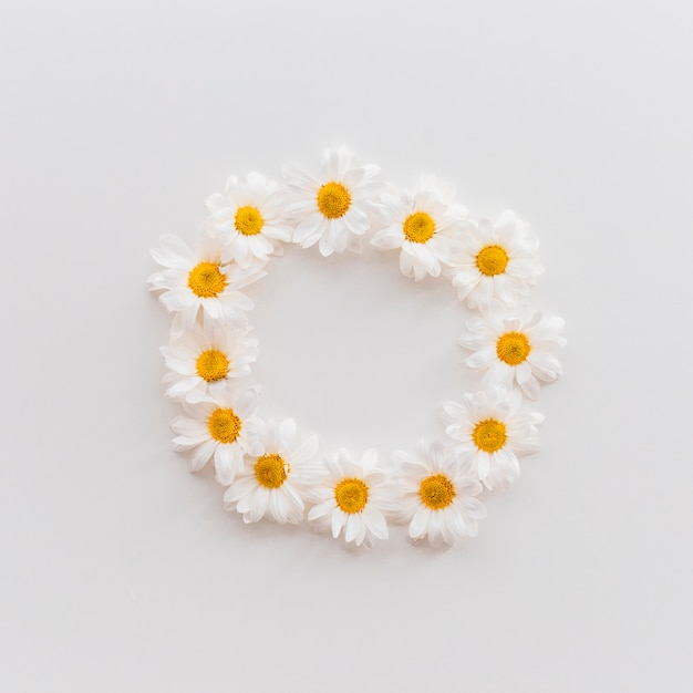 Free photo top view of beautiful daisy flowers arranging on circular shape over white background