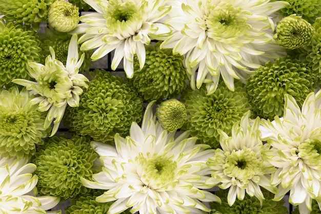 Foto gratuita vista dall'alto di bellissimi fiori in diversi colori