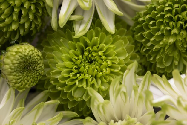 Top view of beautiful flowers in different colors