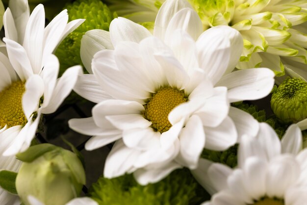 Top view of beautiful flowers in different colors