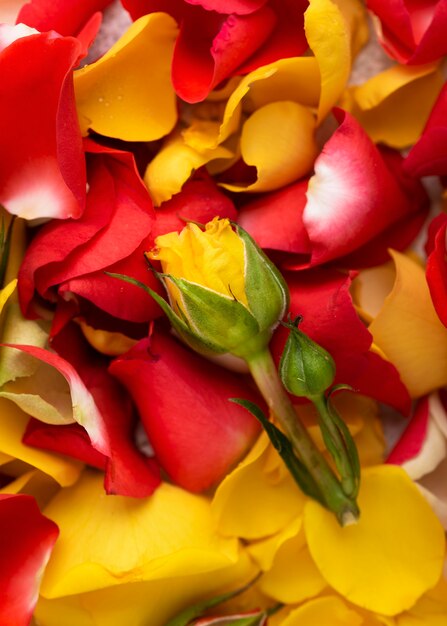 Top view of beautiful flowers in different colors