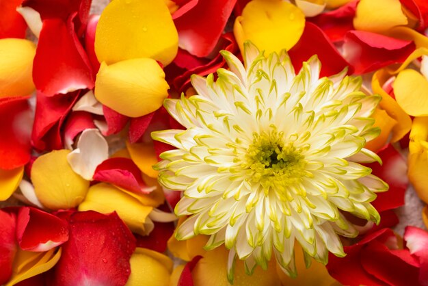 Top view of beautiful flowers in different colors