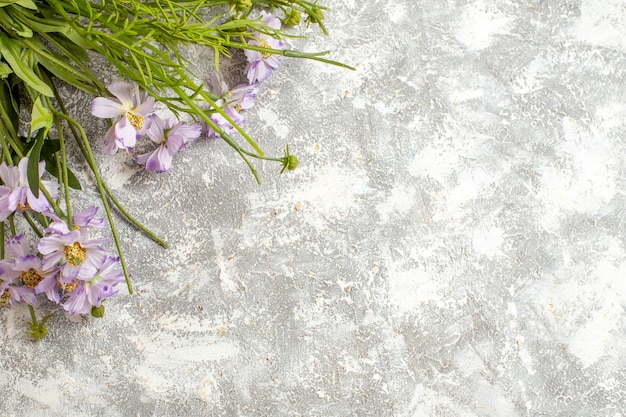 Top view beautiful flowers on white surface plant flower garden