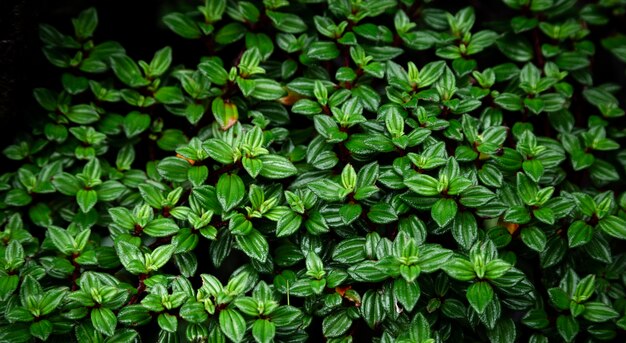 Top view beautiful green leaves background