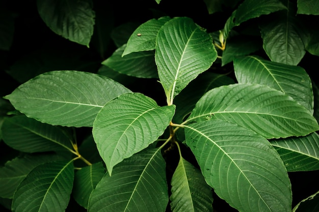 Free photo top view beautiful green plant