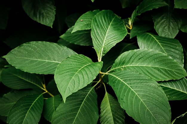 Top view beautiful green plant