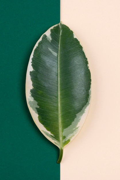 Top view of beautiful plant leaf