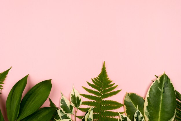 Top view of beautiful plant leaves with copy space