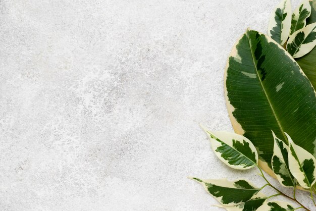 top view of beautiful plant leaves with copy space