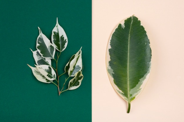 Top view of beautiful plant leaves