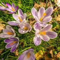 Free photo top view of beautiful purple and white spring crocuses growing in the field