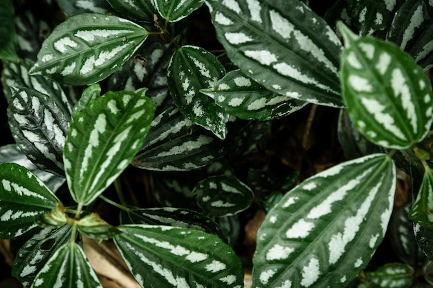 Top view beautiful tropical plants