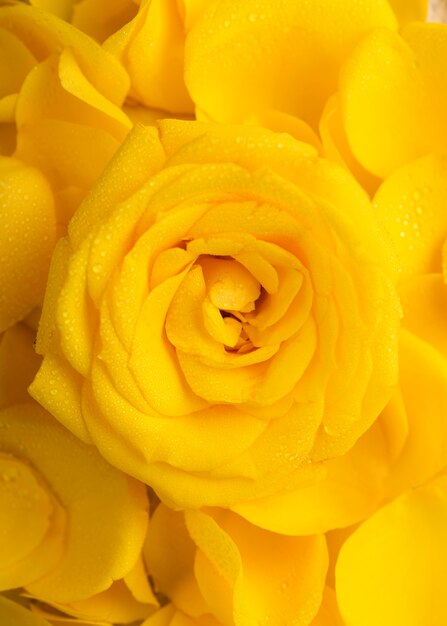 아름 다운 노란 색된 꽃의 상위 뷰
