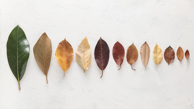 Top view of beautifully colored autumn leaves arranged in line