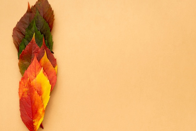 Free photo top view of beautifully colored autumn leaves with copy space