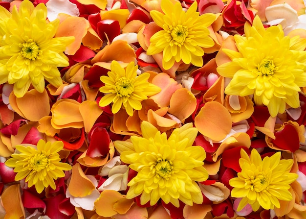 Top view of beautifully colored flowers