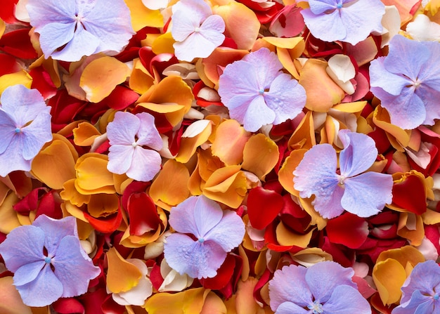 Top view of beautifully colored flowers