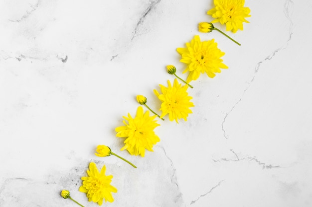 Top view of beautifulo spring daisies with marble background