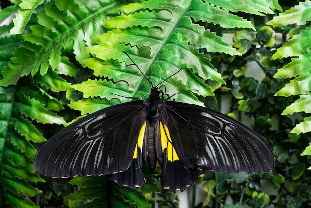 Farfalla nera di vista superiore sulle foglie tropicali