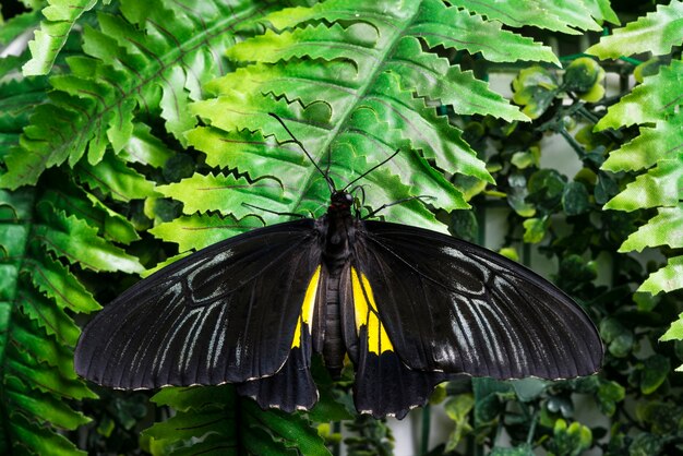 Top view black butterfly on tropical leaves